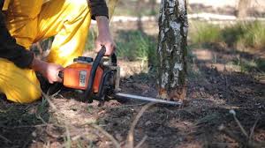 Best Tree Cabling and Bracing  in Stlman Valley, IL