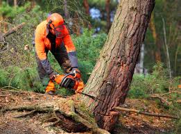 Best Tree Trimming and Pruning  in Stlman Valley, IL