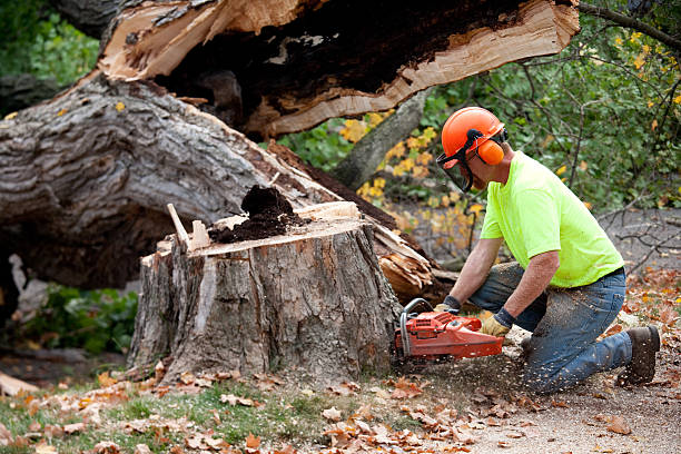 Reliable Stillman Valley, IL Tree Services Solutions