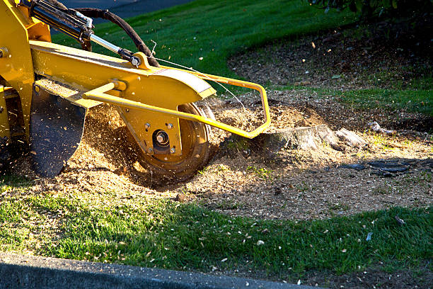 Best Lawn Maintenance Plans  in Stlman Valley, IL
