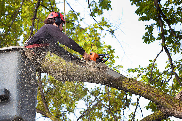 Best Pest Control for Lawns  in Stlman Valley, IL